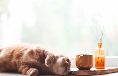Hidratação para gatos