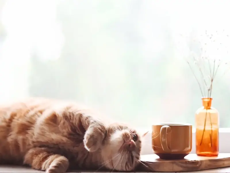 hidratação para gatos com 9 truques que funcionam de verdade em 2026