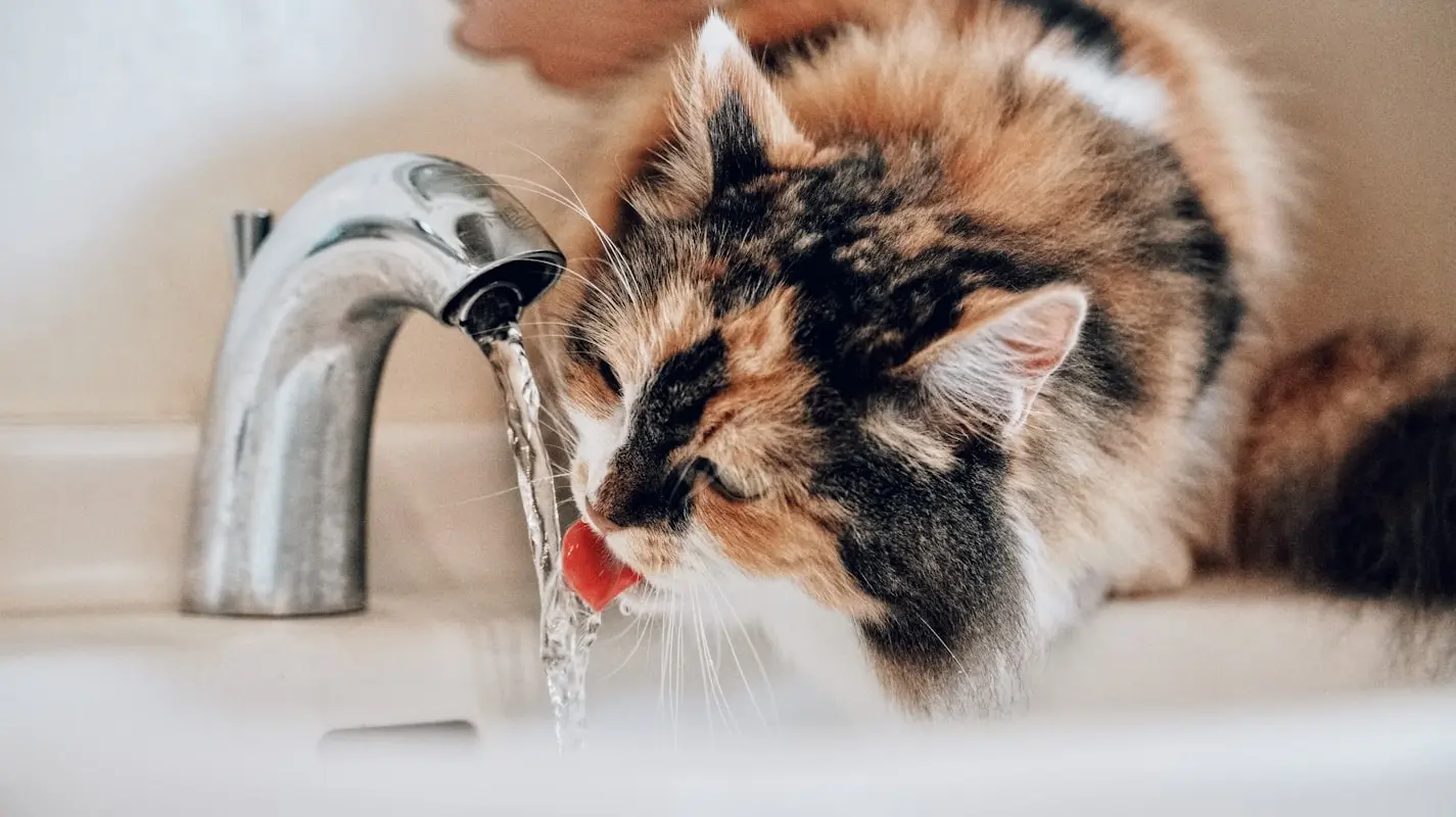 hidratação para gatos começa no pote | Pet Vida Animal hidratação para gatos começa no pote