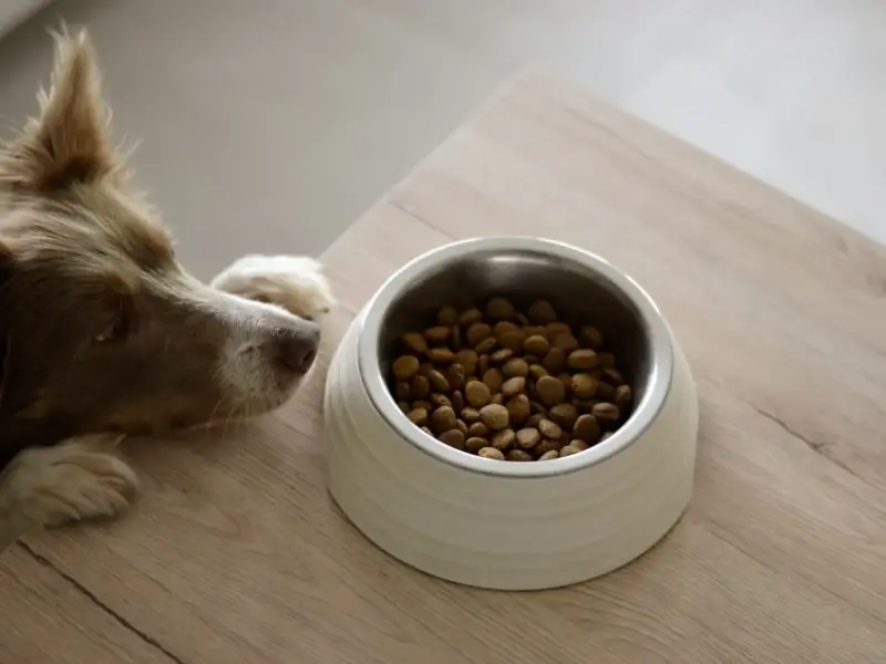 intolerância alimentar em cães: 5 sinais de alerta (2026)