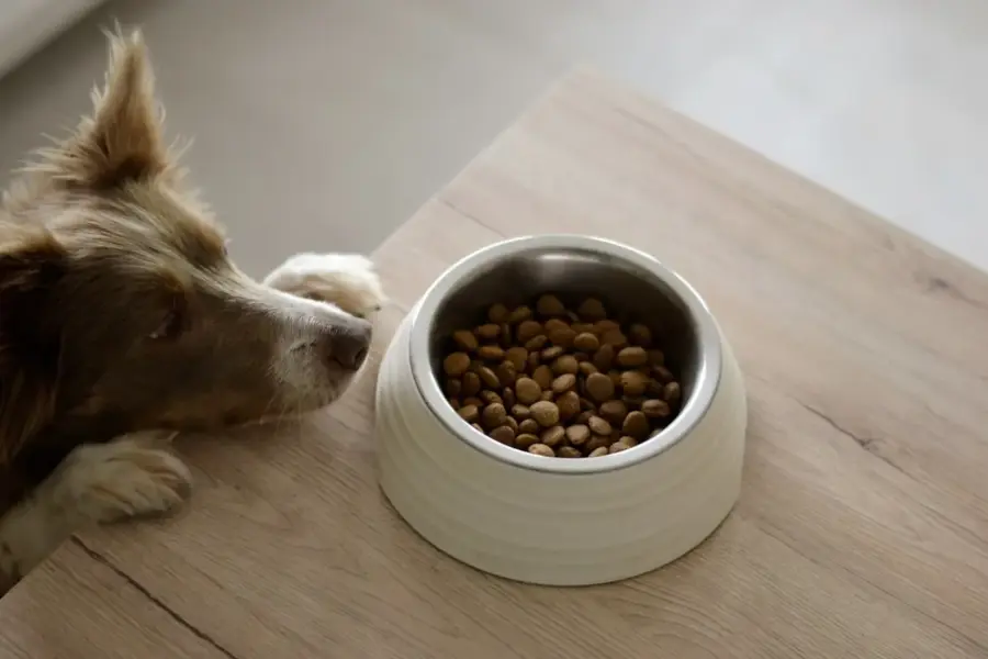 Intolerância alimentar em cães