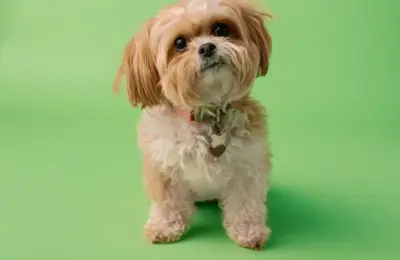 mini cachorro que não cresce: cuidados e preço em 2026