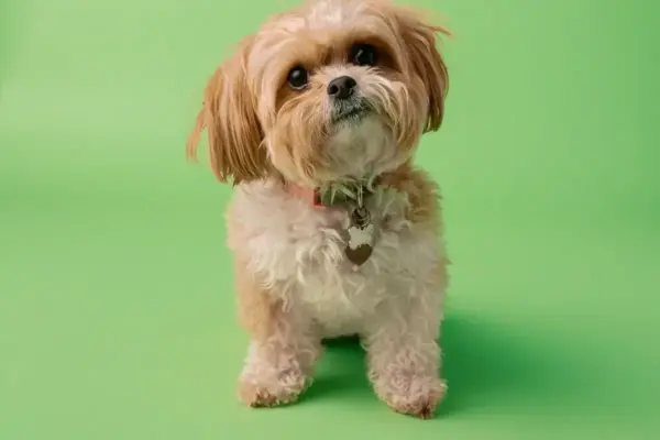 Mini cachorro que não cresce