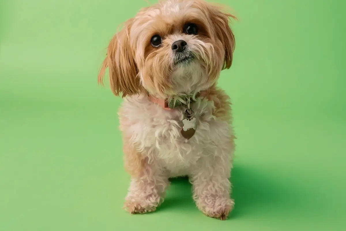mini cachorro que não cresce é mito 