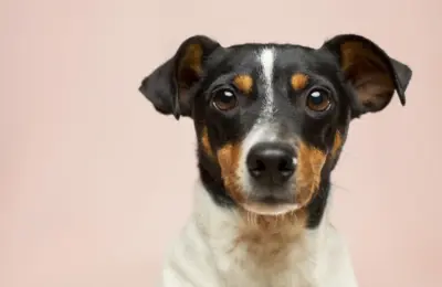 nome científico do cão e o que ele revela sobre a espécie (2026)
