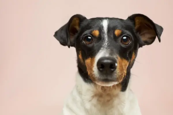 Nome científico do cão