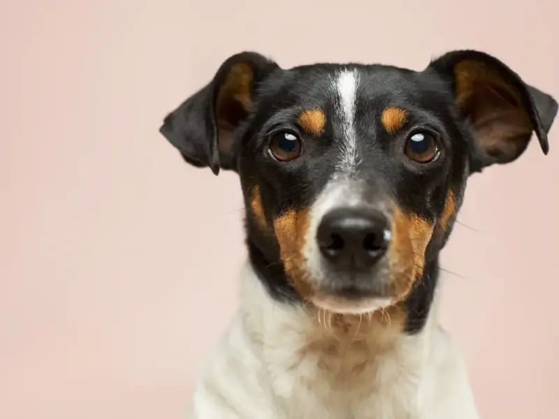 nome científico do cão e o que ele revela sobre a espécie (2026)