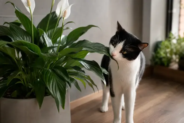 Planta tóxica para gatos e os riscos mais ignorados em 2026