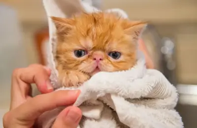 Pode dar banho em gato recém nascido