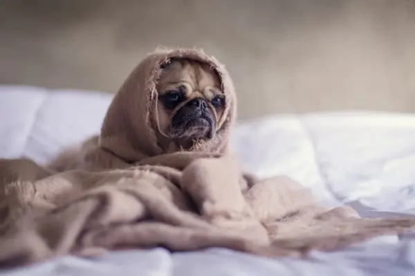 Pode passar lenço umedecido em cachorro