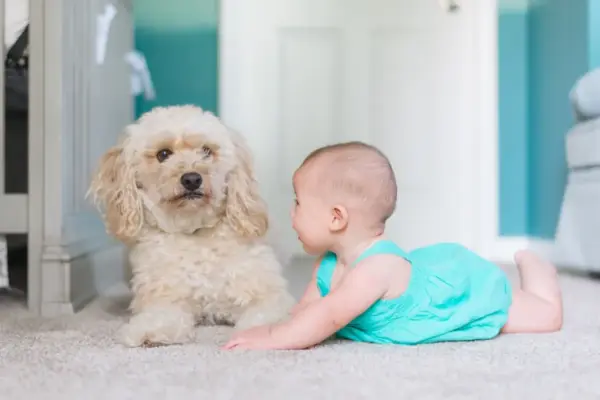 Posso usar lenço umedecido de bebe em cachorro