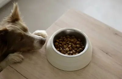 Probióticos para cães