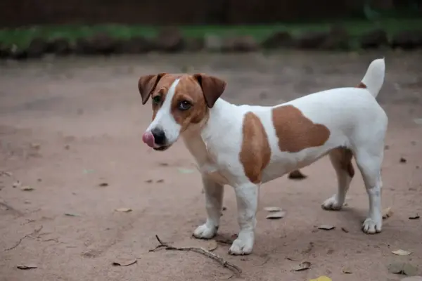 Raça de cachorro peludinho pequeno