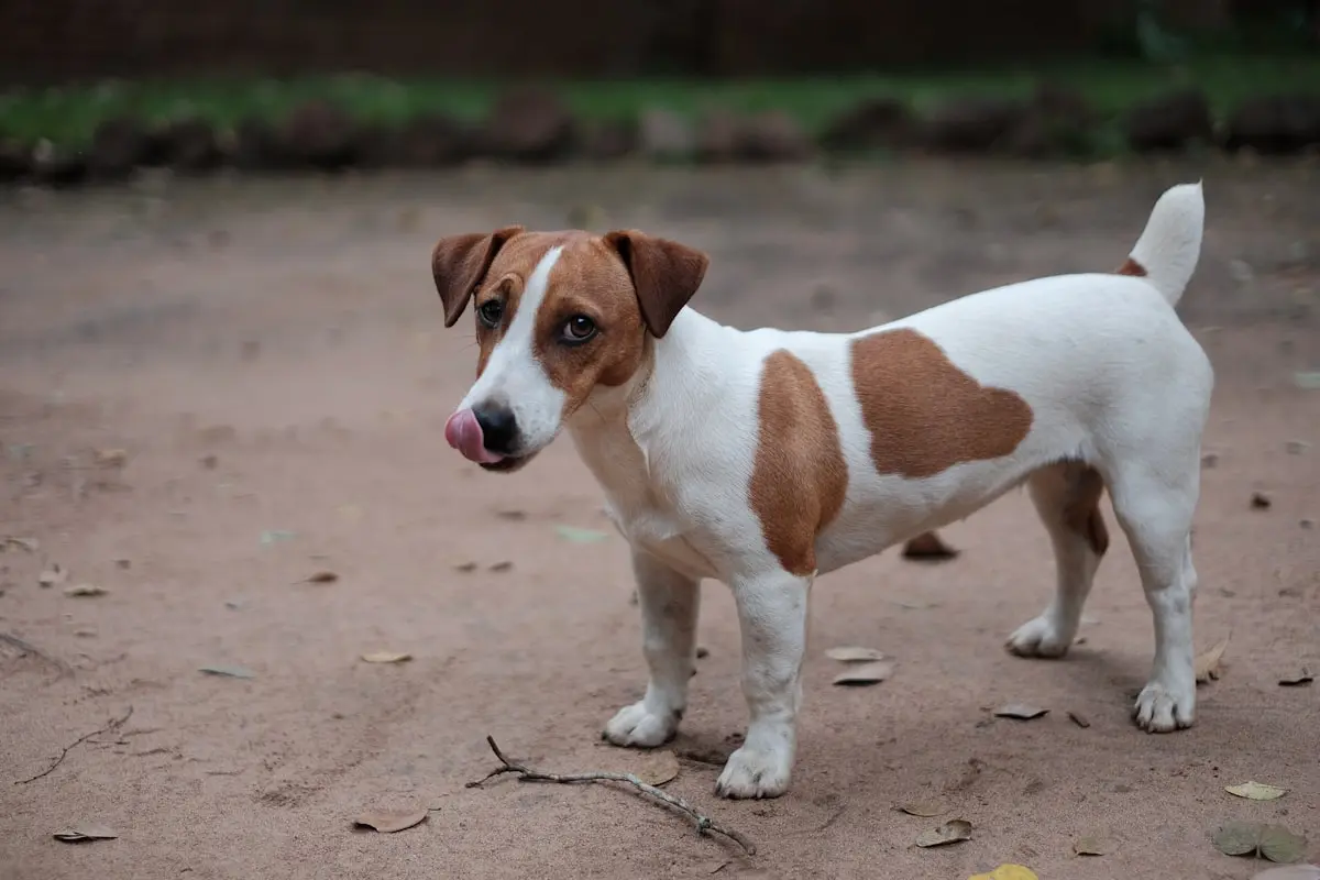 Raça de cachorro peludinho pequeno