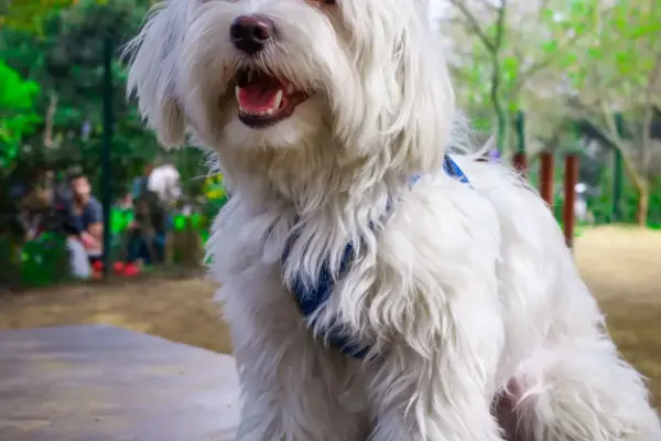 Raça de cachorro pequeno peludo