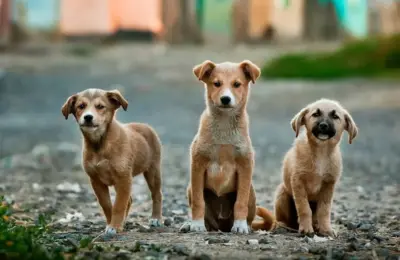Raças pequenas de cachorro: as mais queridas para 2026