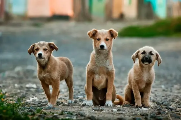 Raças pequenas de cachorro