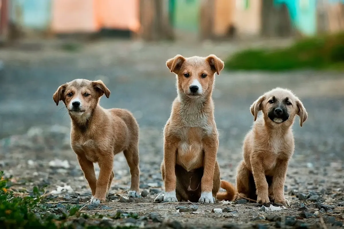 Raças pequenas de cachorro
