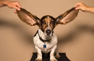 Rotina de sono para cães