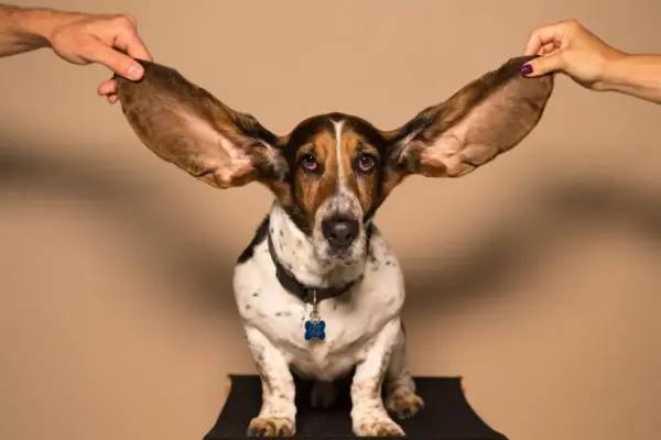 rotina de sono para cães com 5 ajustes que funcionam em 2026