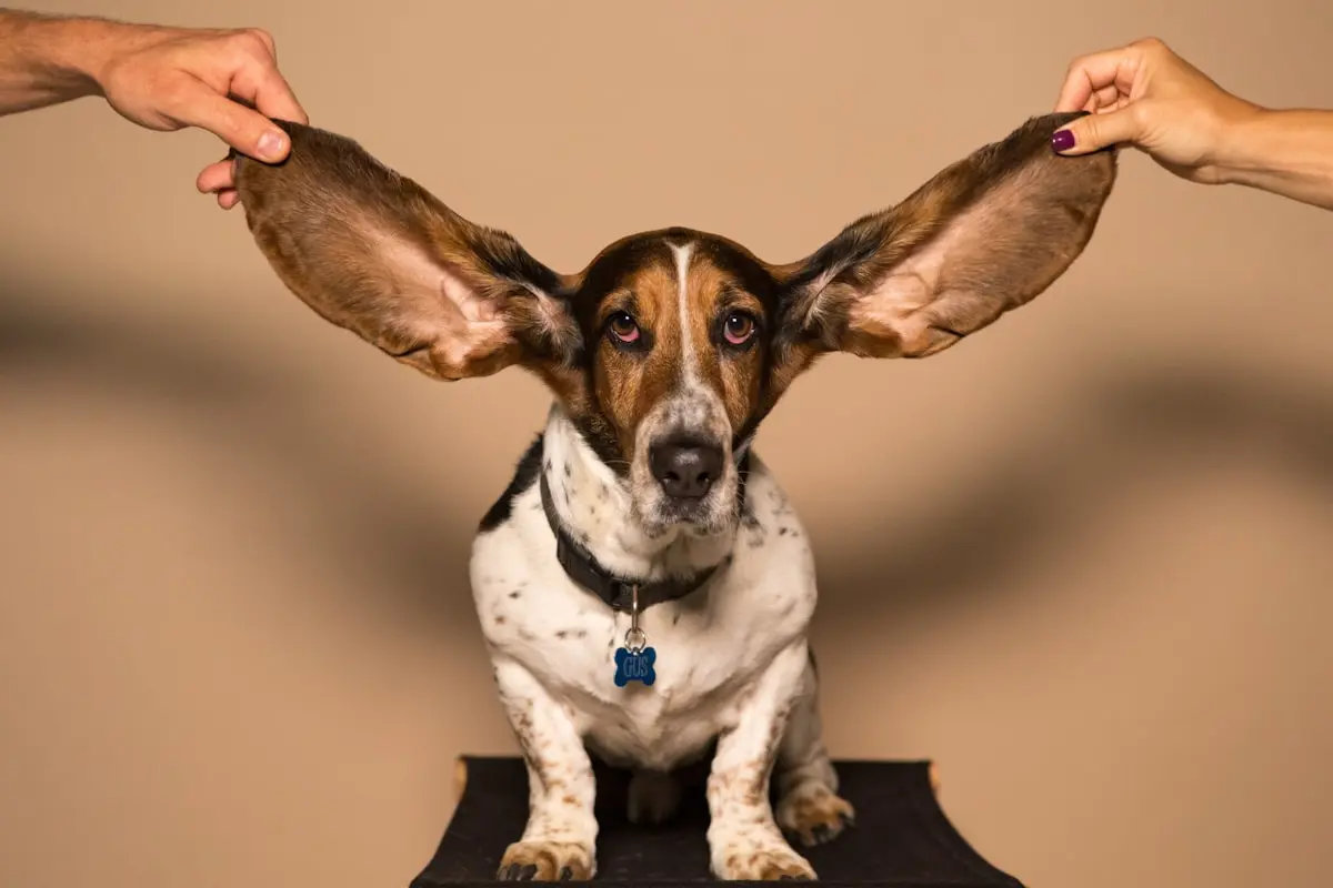 Rotina de sono para cães