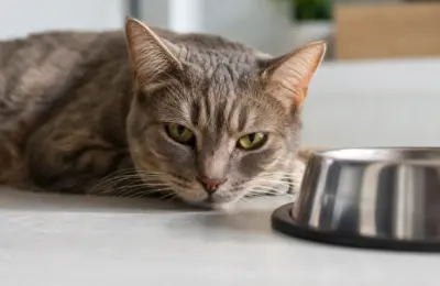 sintomas de desidratação em gatos: sinais claros em 2026