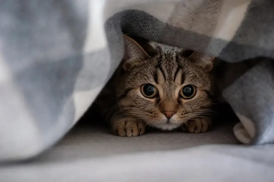 Sintomas de estresse em gatos: sinais que ninguém nota em 2026