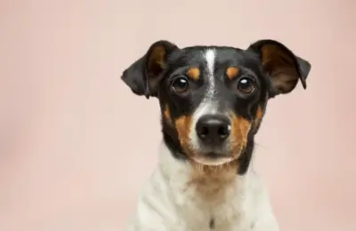 Tipos de raça de cachorro