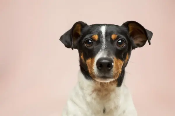 Tipos de raça de cachorro