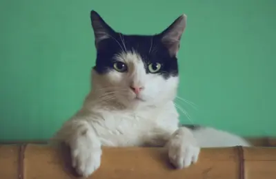 Tofu para gatos