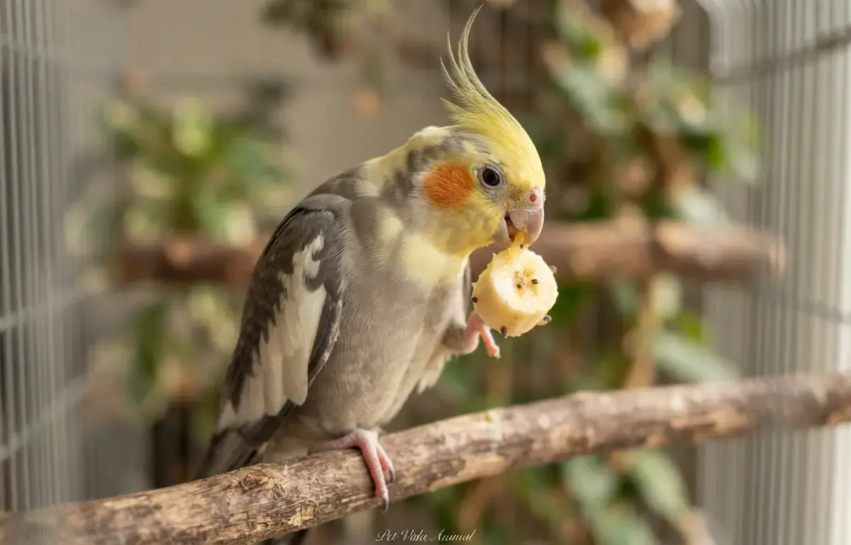 Calopsita pode comer banana em 2026? Sim ou não? Descubra agora!