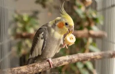 Calopsita pode comer banana em 2026? Sim ou não? Descubra agora!