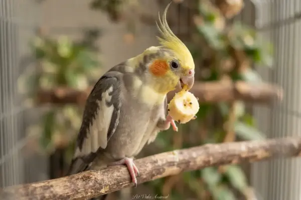 Calopsita pode comer banana em 2026? Sim ou não? Descubra agora!