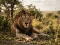 Os animais selvagens e 5 fatos chocantes que descobrimos
